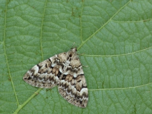 Spruce Carpet Moth (Thera britannica) adult, resting on leaf, Cannobina Valley, Italian Alps, Piedmont, Northern Italy