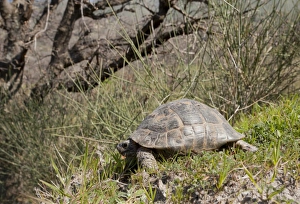 Lesbos Prints: Spur-thighed Tortoise (Testudo graeca) adult