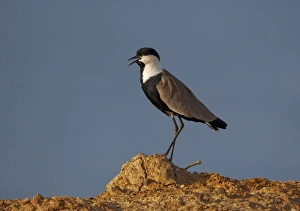 Plovers Prints: Spur-winged Lapwing (Vanellus spinosus) adult