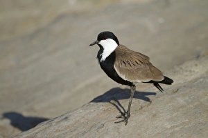 Spur-winged Lapwing (Vanellus spinosus) adult, standing on rock, Masai Mara, Kenya, August