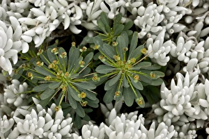 Euphorbia Prints: Spurge (Euphorbia multifolia) flowering