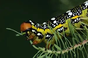 Foodplants Prints: Spurge Hawkmoth (Hyles euphorbiae) fully grown larva