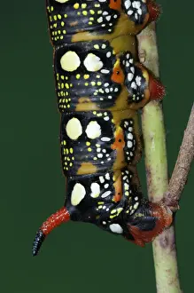 Spurge Hawkmoth (Hyles euphorbiae) fully grown larva, close-up of tail