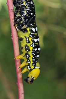 Caterpillar Prints: Spurge Hawkmoth (Hyles euphorbiae) larva, shedding skin