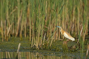 Rumania Prints: Squacco Heron (Ardeola ralloides) adult