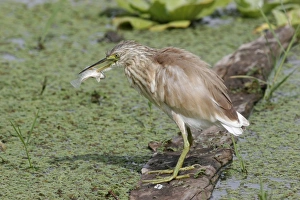 Squacco Heron (Ardeola ralloides) adult, winter plumage, with fish speared on beak, standing on log in water, Kenya