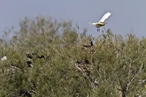 Donana Prints: Squacco Heron (Ardeola ralloides) in flight over nesting Glossy Ibis
