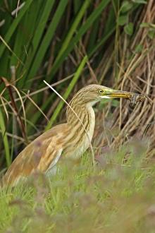 Killing Prints: Squacco Heron (Ardeola ralloides) immature, feeding on frog, Bulgaria, september