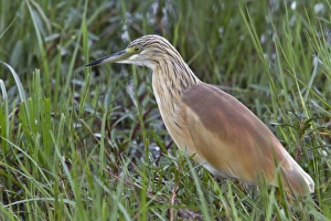 Ralloides Prints: Squacco Heron in breeding plumage