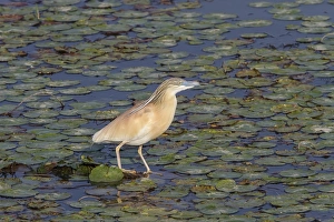 Squacco Heron fishing on lilly cover pond