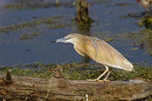 Squacco Heron at Lake Kerkini, Northern Greece
