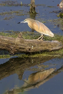 Squacco Heron at Lake Kerkini, Northern Greece