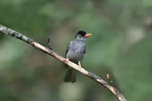 South Asia Prints: Square-tailed Bulbul (Hypsipetes ganeesa humii) adult