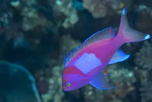 Serranidae Prints: Squarespot Anthias (Pseudanthias pleurotaenia) adult