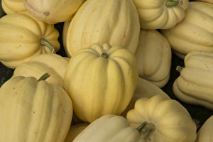 Edible Prints: Squash (Cucurbita sp. ) Cream of the Crop, fruit, Warwickshire, England, September