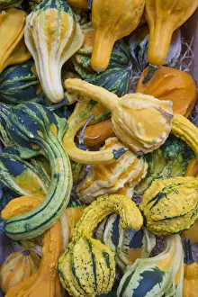 Varieties Prints: Squash (Cucurbita sp. ) harvested ornamental crop in pile