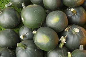 Edible Prints: Squash (Cucurbita sp. ) Little Gem, fruit, Warwickshire, England, September