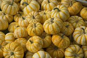 Edible Prints: Squash (Cucurbita sp. ) Pump-ke-mon, fruit, Warwickshire, England, September
