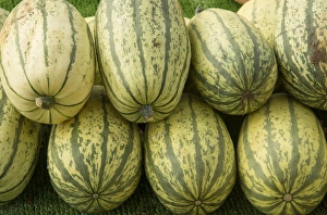 Edible Prints: Squash (Cucurbita sp. ) Stripetti, fruit, Warwickshire, England, September