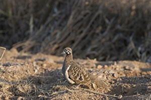Dove Prints: Squatter Pigeon (Geophaps scripta) adult, standing on dry ground, Queensland, Australia
