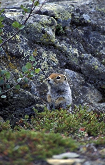 Rodent Prints: Squirrel Arctic Ground (Citellus parryii) Alaska
