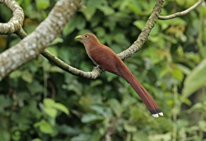 Cuckoos Prints: Squirrel Cuckoo (Piaya cayana thermophila) adult