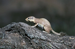 Rodent Prints: Squirrel - Ground Unstriped (Xerus rutilus)
