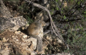 Rodent Prints: Squirrel - Rock (Spermophilus variegatus)