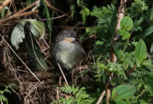 Old World Prints: Sri Lanka Bush-warbler (Bradypterus palliseri) adult female
