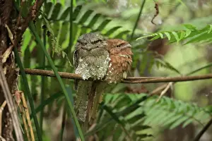Sri Lanka Prints: Sri Lanka Frogmouth (Batrachostomus moniliger) adult pair
