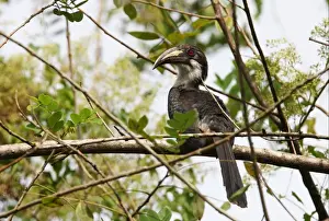 Sri Lanka Grey Hornbill (Ocyceros gingalensis) adult female, perched on branch, Kitulgala, Sri Lanka, december