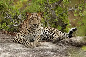 Laying Prints: Sri Lankan Leopard (Panthera pardus kotiya) immature