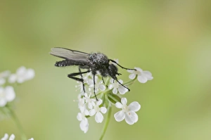 Midge Prints: St. Mark's Fly (Bibio marci) adult, resting on flowers, England, april