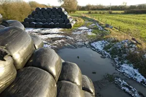 Stacks Prints: Stacks of black plastic wrapped silage bales on muddy waterlogged farm track