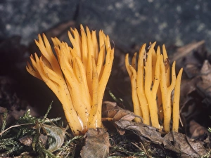 Horn Prints: Stag horn fungus, Calocera viscosa