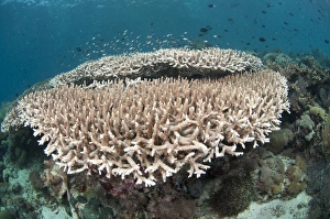 Corals Prints: Staghorn Coral (Acropora robusta) and fish on reef