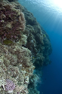Corals Prints: Staghorn Coral (Acropora sp. ) on reef habitat