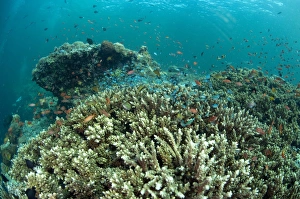 Sipadan Prints: Staghorn Coral (Acropora sp. ) with small fish