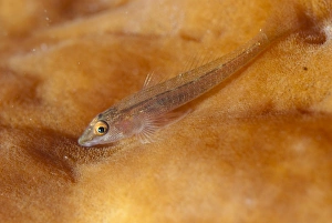 Gobies Prints: Staghorn Ghostgoby (Pleurosicya fringilla) adult