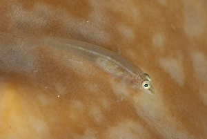 Staghorn Ghostgoby (Pleurosicya fringilla) adult, resting on sponge, Lembeh Straits, Sulawesi, Sunda Islands