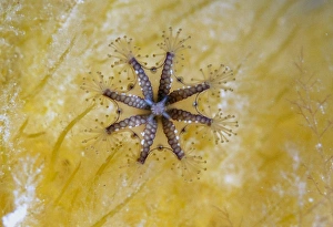 Scyphozoa Prints: Stalked Jellyfish (Haliclystus auricula) adult