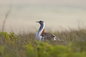 Displays Prints: Stanleys Bustard (Neotis denhami stanleyi) adult male