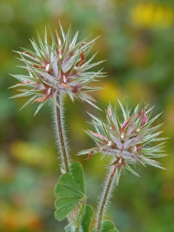 Fruits Prints: Star Clover (Trifolium stellatum) in fruit, Bonifacio Gulf, Corsica, France, April