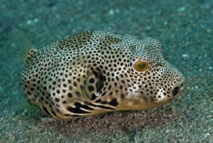 Pufferfish Prints: Star Pufferfish (Arothron stellatus) subadult