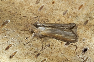 Lepidoptera Prints: Star-wort Moth (Cucullia asteris) adult