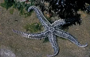 Star Fish Prints: Starfish - Spiny (Marthasterias glacialis) close-up Duckpool, N. Cornwall / July