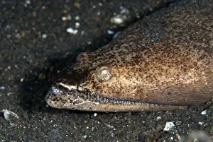 Bizarre Prints: Stargazer Snake Eel (Brachysomophis cirrocheilos) adult