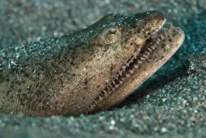 Stargazer Snake-eel (Brachysomophis cirrocheilos) adult, close-up of head, buried in black sand, Lembeh Straits