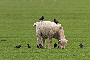 Starling Prints: Starlings search for food on and by a young sheep