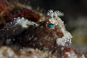 Starry Blenny (Salarias ramosus) adult, sheltering in hole, Gili Lawa Darat Bay, near Komodo Island, Komodo N. P